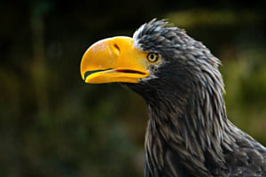 Seeadler Seeadler