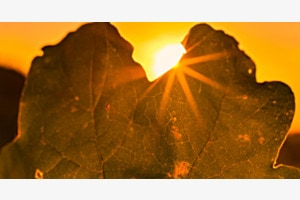 Abendsonne