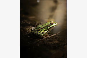 Teichfrosch Teichfrosch