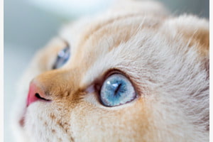 Blue eyes