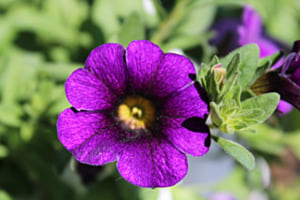 Blume