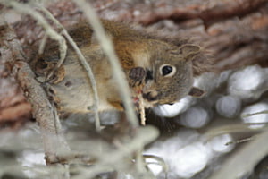 Essen im Versteck 