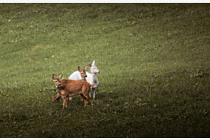 Albino-Reh mit halbjährigen Kitzen Albino-Reh mit halbjährigen Kitzen