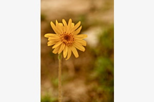 Bergblume