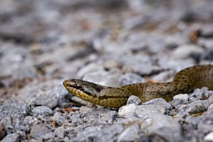 Schlingnatter am Wegesrand
