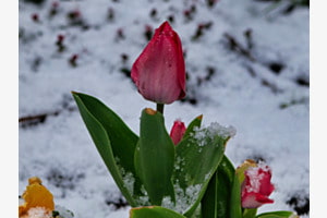 Tulpe im Schnee