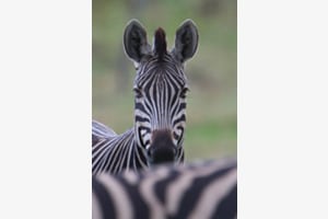 Zebra in Botswana Zebra in Botswana
