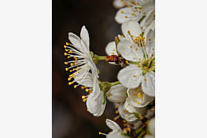 Kirschblüten