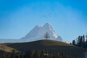 die einsame Linde