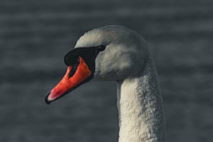 Schwan Porträt am Bielersee