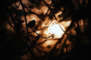 Glitzer Schatten