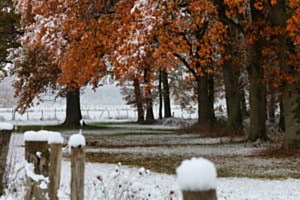 Wald im Schnee