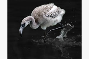 Junger Flamingo