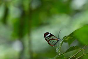 Transparent