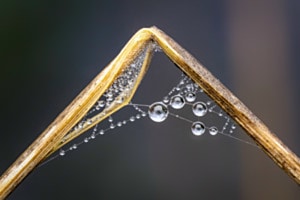 Tautröpfchen in geknicktem Grashalm Tautröpfchen in geknicktem Grashalm