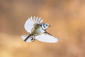 Glänzende Flügel