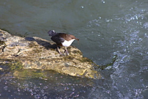 Wasseramsel auf Futtersuche Wasseramsel auf Futtersuche