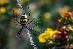 Exotischer Besucher im Garten