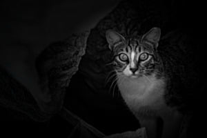 Il gatto di Pisa