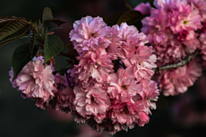 Japanische Kirschblüte Japanische Kirschblüte