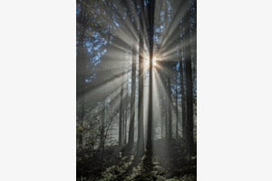 Im Zauberwald