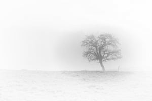 Der einsame Baum