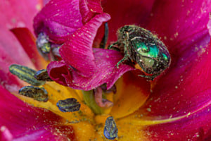 Tulpenkäfer?