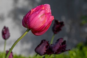 Frühlingsgefühle