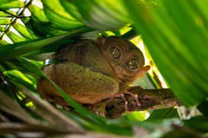 Tarsier 