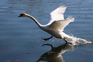 Startender Schwan