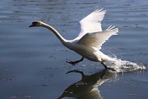 Schwan im vollen Galopp
