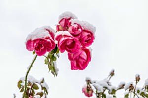 November roses
