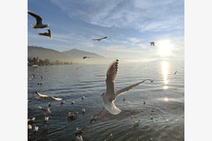 Neujahr in Zug