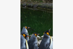 Pinguins reflecting