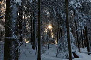Out in the Wood