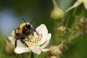 Pelziger Brummer auf einer Brombeerblüte