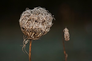 Verwelkte Blüte