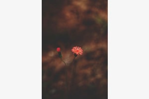 Printemps