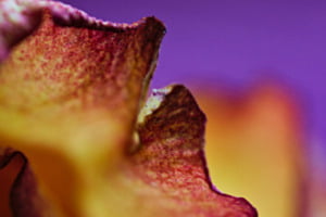 PURPLE DREAM