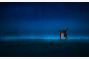 Revierkämpfe im Morgennebel