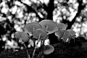 Pilze