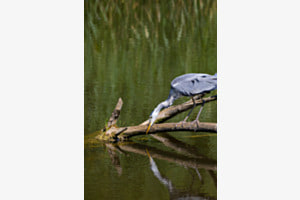 Reflet 