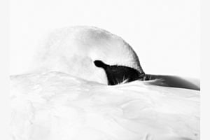 Ä Schwan so wiss wie Schnee