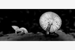 Pilze