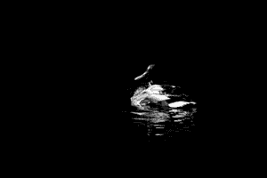 Ente auf dem Teich