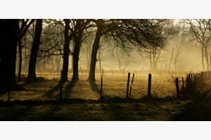 Wald am Morgen