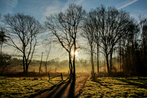 Weide im Nebel