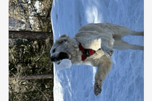 Golden Retriever Fina als Akrobat