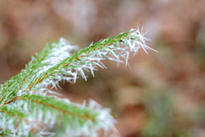 Givre dans la forêt 