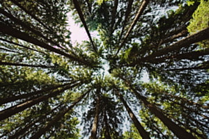 IN THE TREES